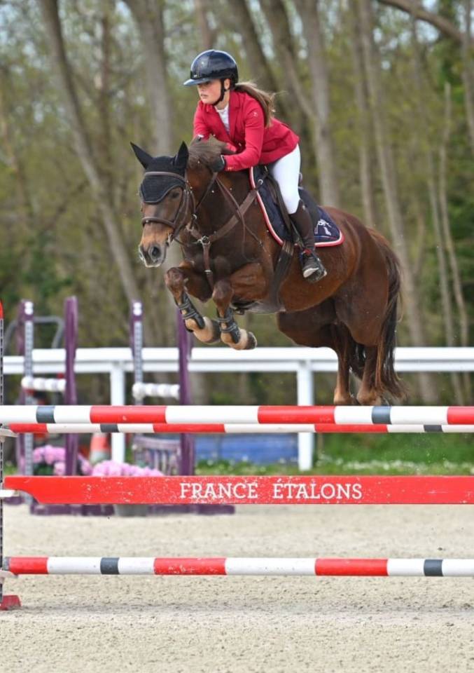 Ruin Bekend ras Te koop 2020 Koffie vos ,  TORNADO DE L'ETAPE