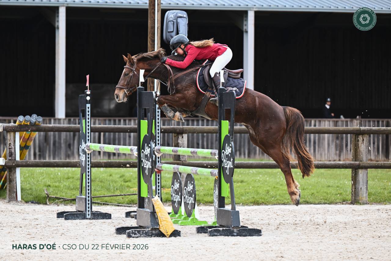 Ruin Bekend ras Te koop 2020 Koffie vos ,  TORNADO DE L'ETAPE