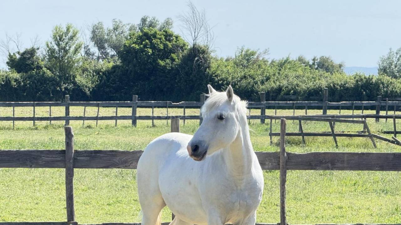 Hippisch vastgoed Koop Bouches-du-Rh&ocirc;ne