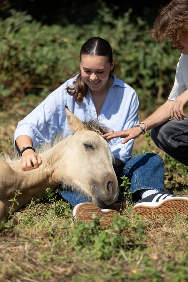 Veulen (vr) Welsh Partbred Te koop 2024 Isabel ,  goldwyn d'embets