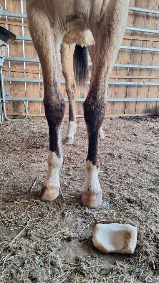 Veulen (vr) Welsh Partbred Te koop 2024 Isabel ,  goldwyn d'embets