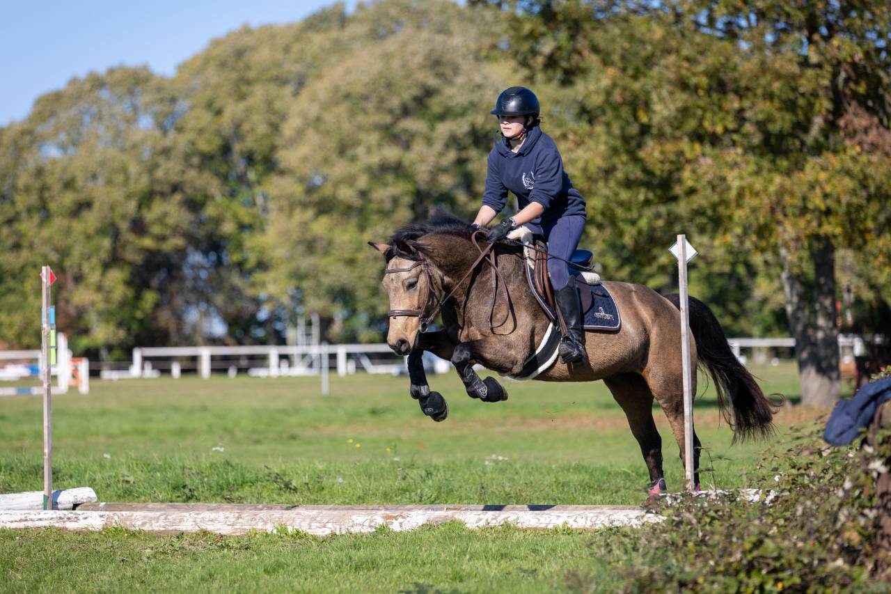 Veulen (vr) Welsh Partbred Te koop 2024 Isabel ,  goldwyn d'embets
