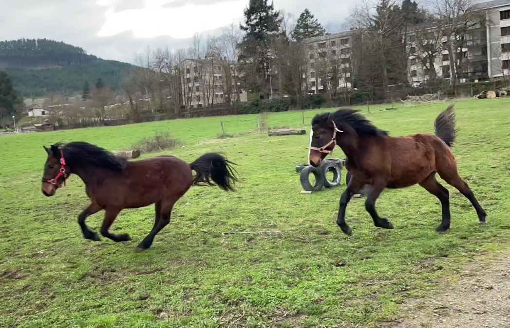 Hengst Connemara Te koop 2024 Donker bruin / bai ,  Ramond la Verchere