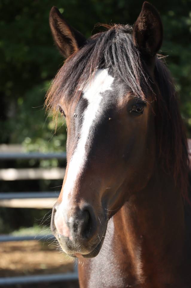 Hengst Connemara Te koop 2024 Donker bruin / bai ,  Ramond la Verchere