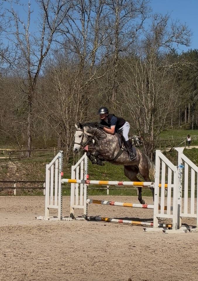 Ruin Franse rijpony PFS Te koop 2019 Schimmel