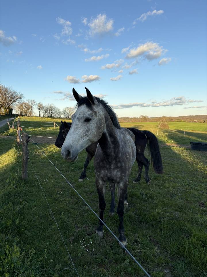 Ruin Franse rijpony PFS Te koop 2019 Schimmel