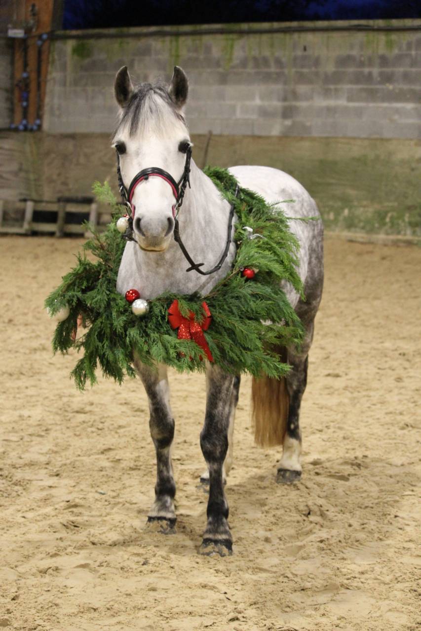 Merrie Ras onbekend Te koop 2018 Schimmel