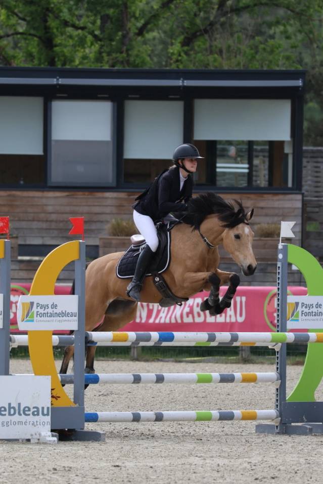 Ruin Welsh Partbred Te leen 2015 Isabel