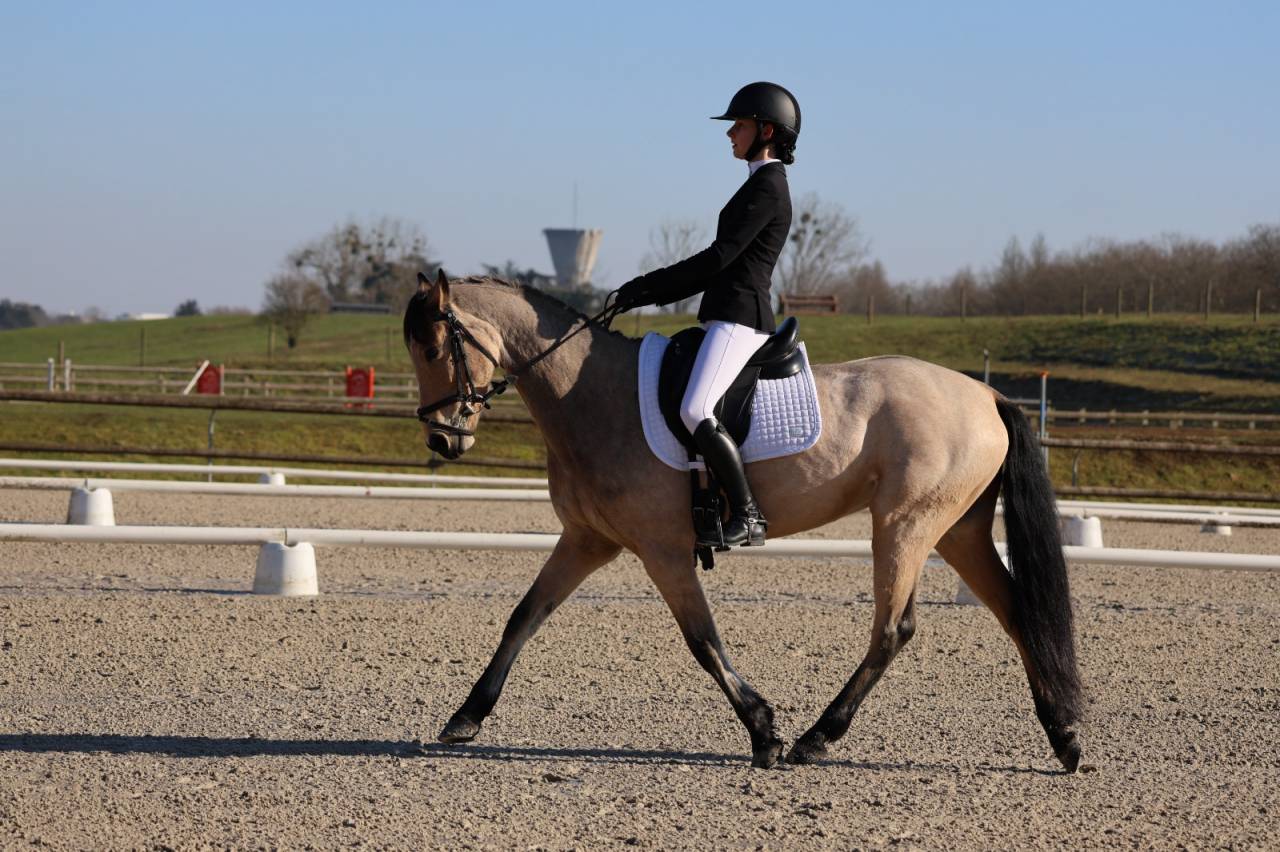 Ruin Welsh Partbred Te leen 2015 Isabel