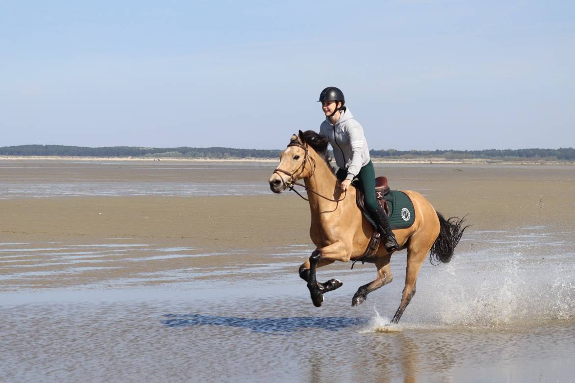 Ruin Welsh Partbred Te leen 2015 Isabel