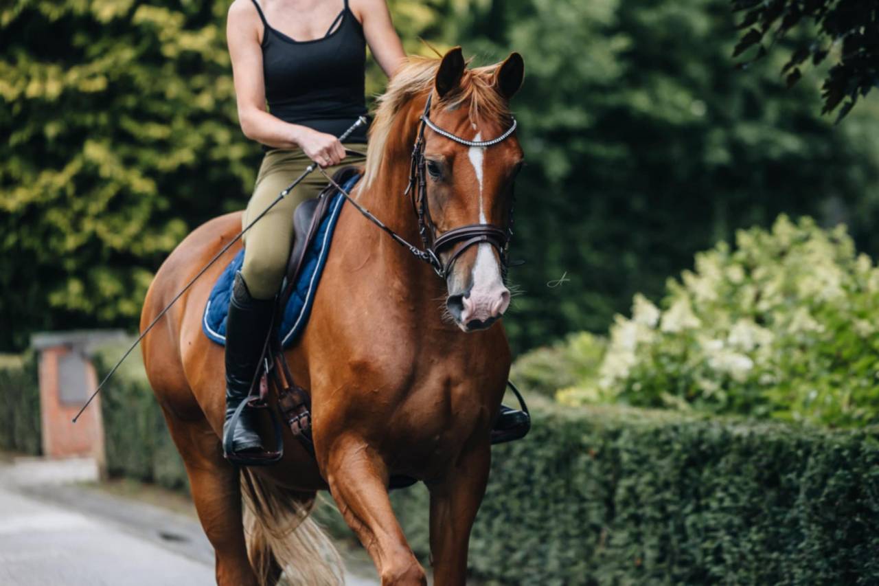 Merrie Oldenburger Te koop 2019 Vos ,  MARC CAIN