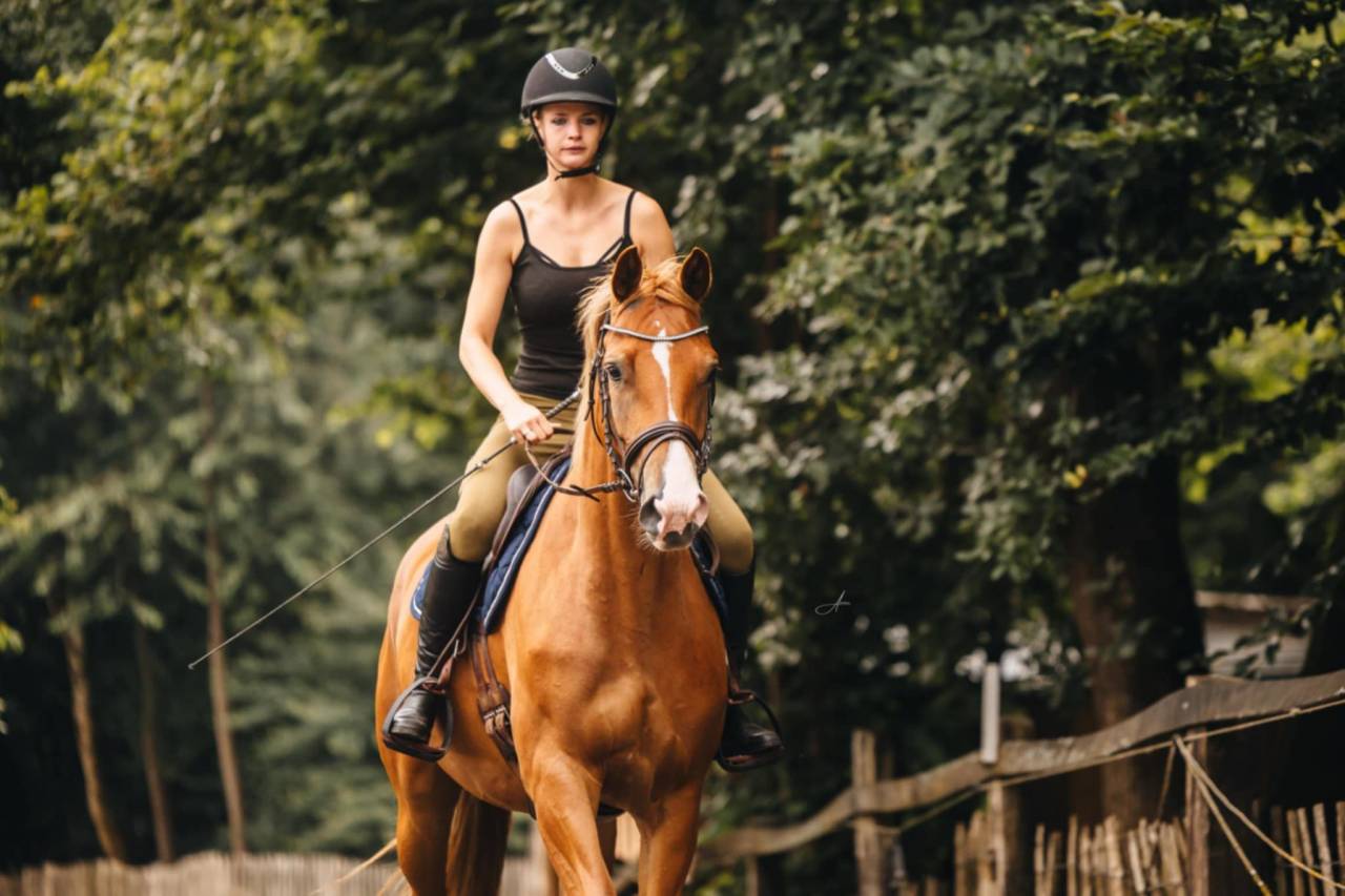 Merrie Oldenburger Te koop 2019 Vos ,  MARC CAIN