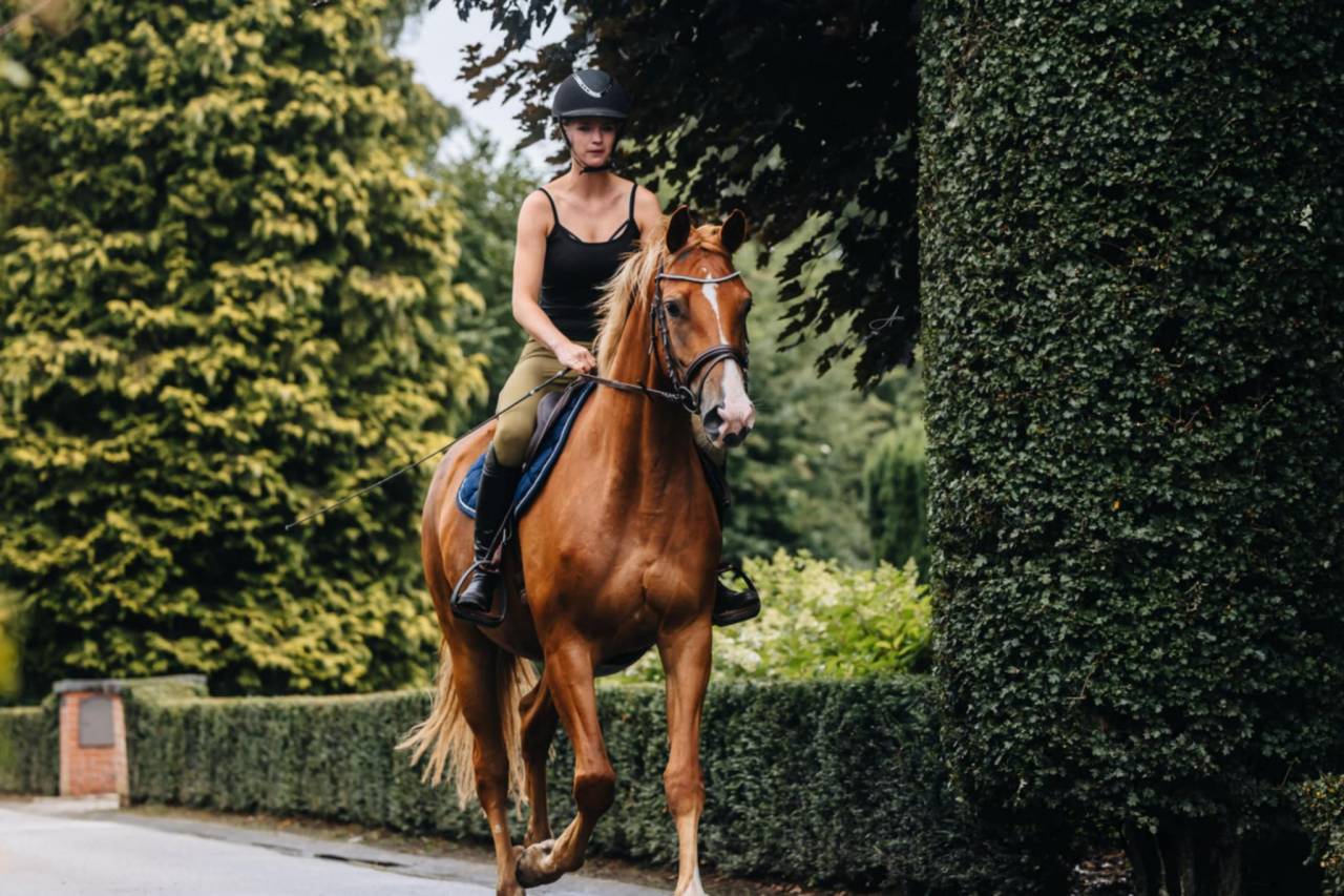 Merrie Oldenburger Te koop 2019 Vos ,  MARC CAIN