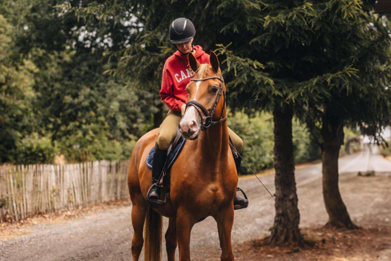 Merrie Oldenburger Te koop 2019 Vos ,  MARC CAIN