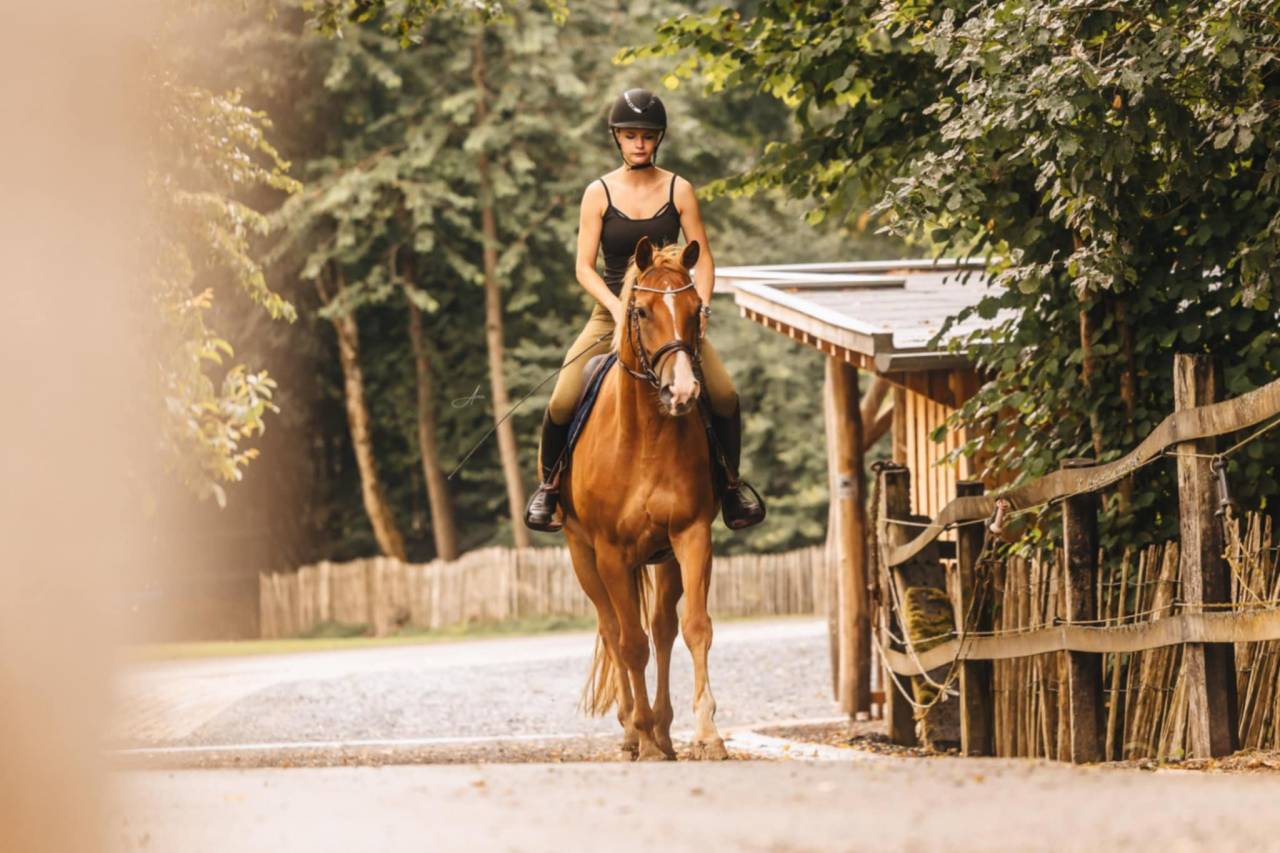 Merrie Oldenburger Te koop 2019 Vos ,  MARC CAIN