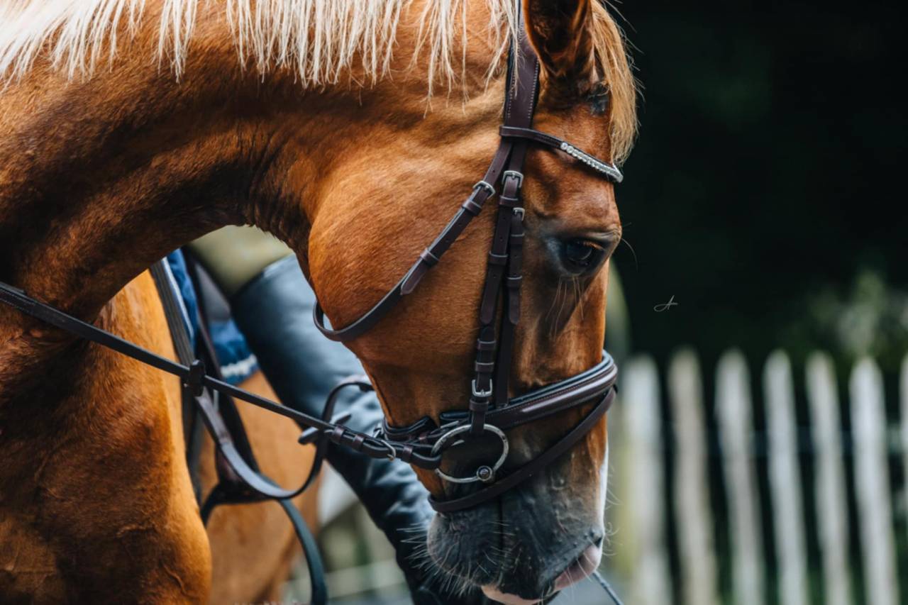 Merrie Oldenburger Te koop 2019 Vos ,  MARC CAIN