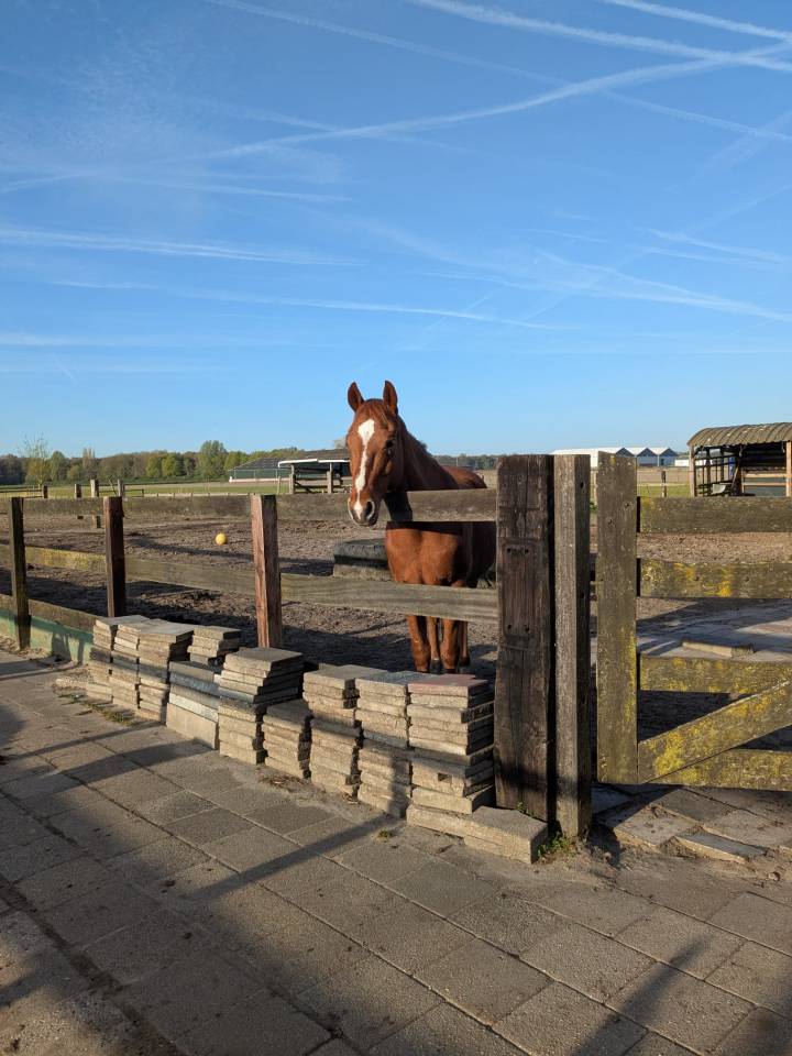 Plek vrij op unieke paddock paradise met 24/7 buiten