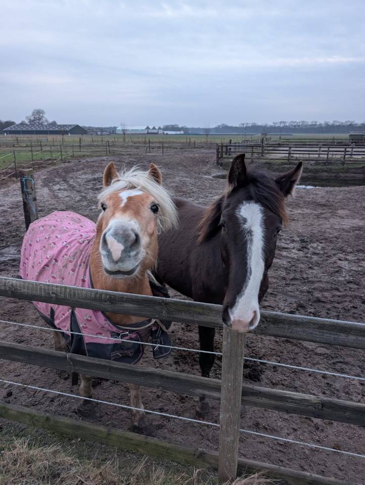 Plek vrij op unieke paddock paradise met 24/7 buiten