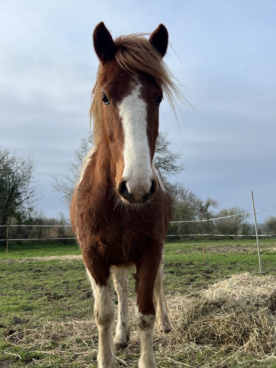 Ruin Andere pony rassen Te koop 2022 Bont