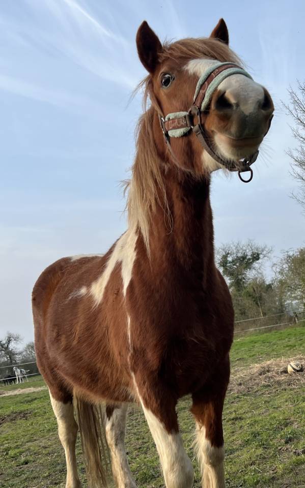 Ruin Andere pony rassen Te koop 2022 Bont