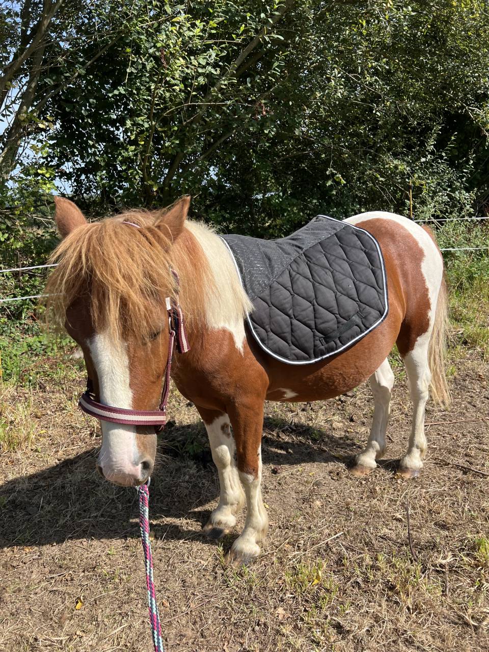 Ruin Andere pony rassen Te koop 2022 Bont