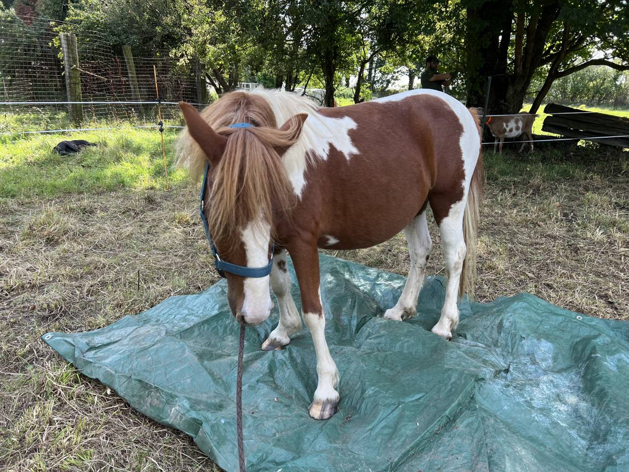 Ruin Andere pony rassen Te koop 2022 Bont