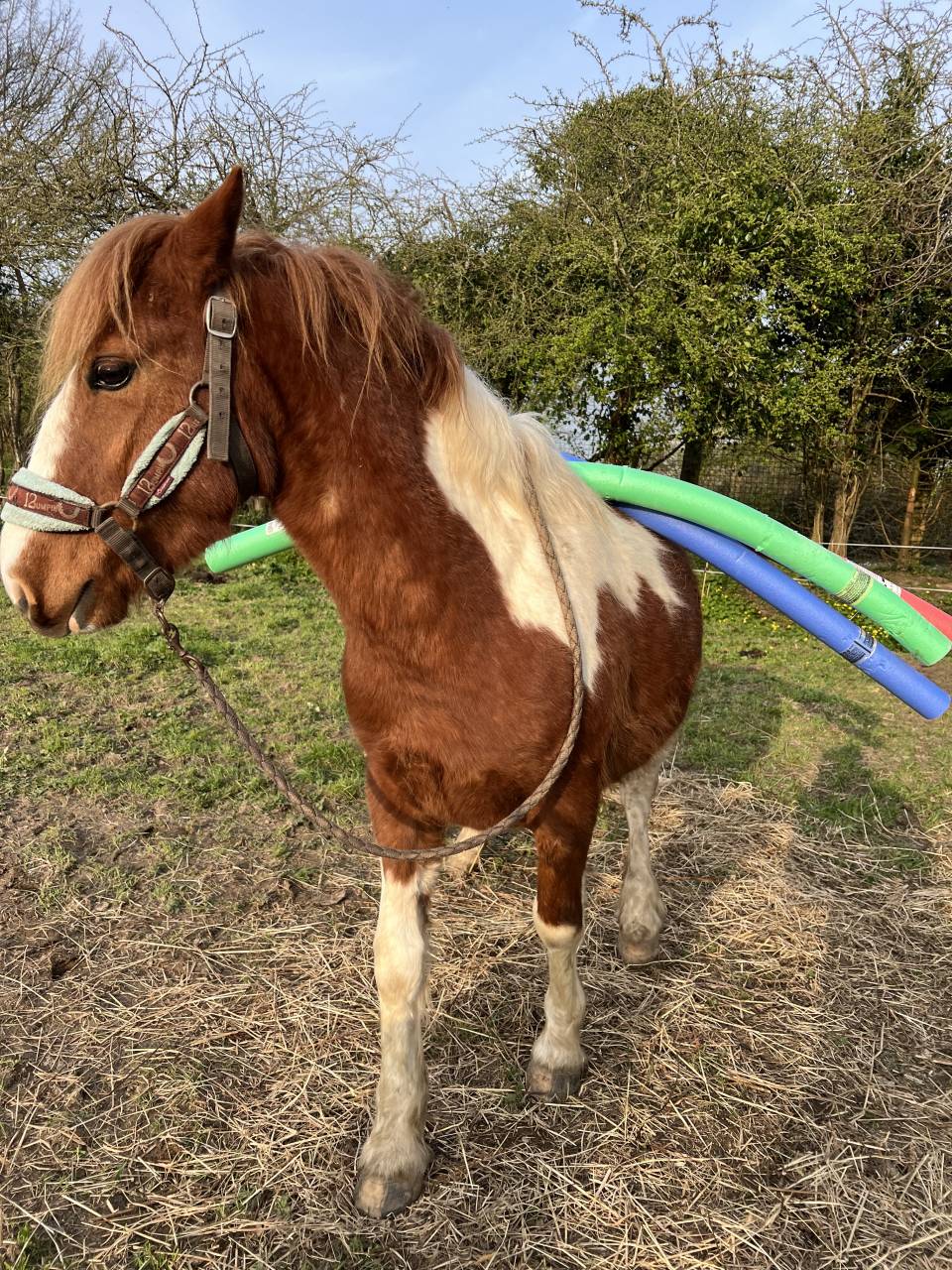 Ruin Andere pony rassen Te koop 2022 Bont