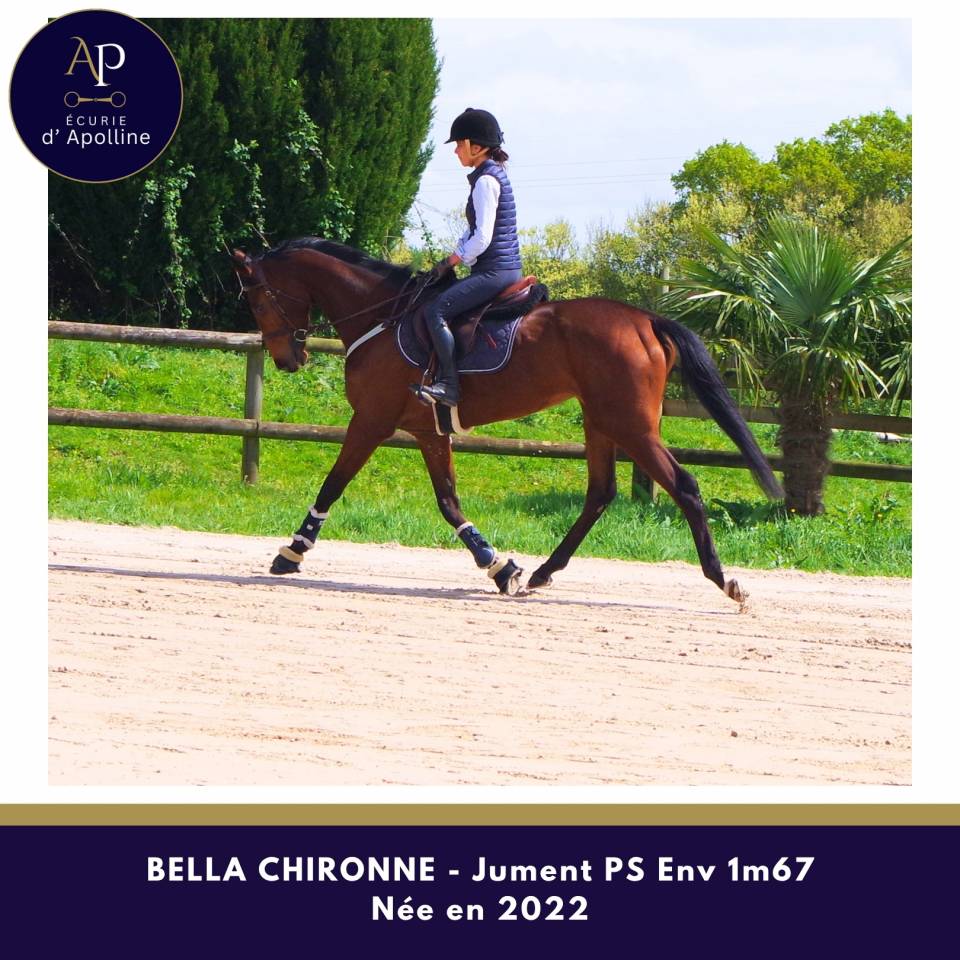 Merrie Volbloed Te koop 2022 Donker bruin / bai