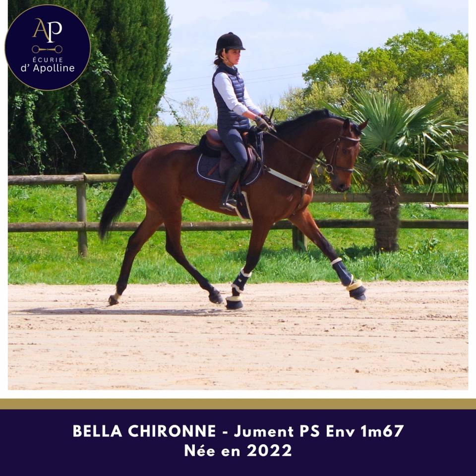 Merrie Volbloed Te koop 2022 Donker bruin / bai