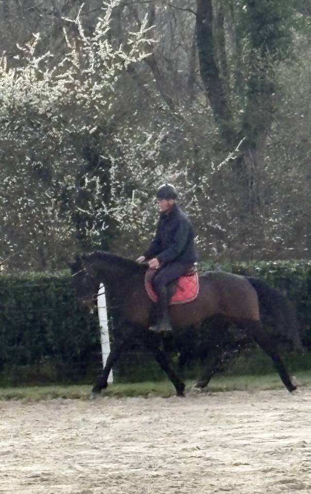 Ruin Westphalian Te koop 2022 Bruin / Bai ,  Franziskus