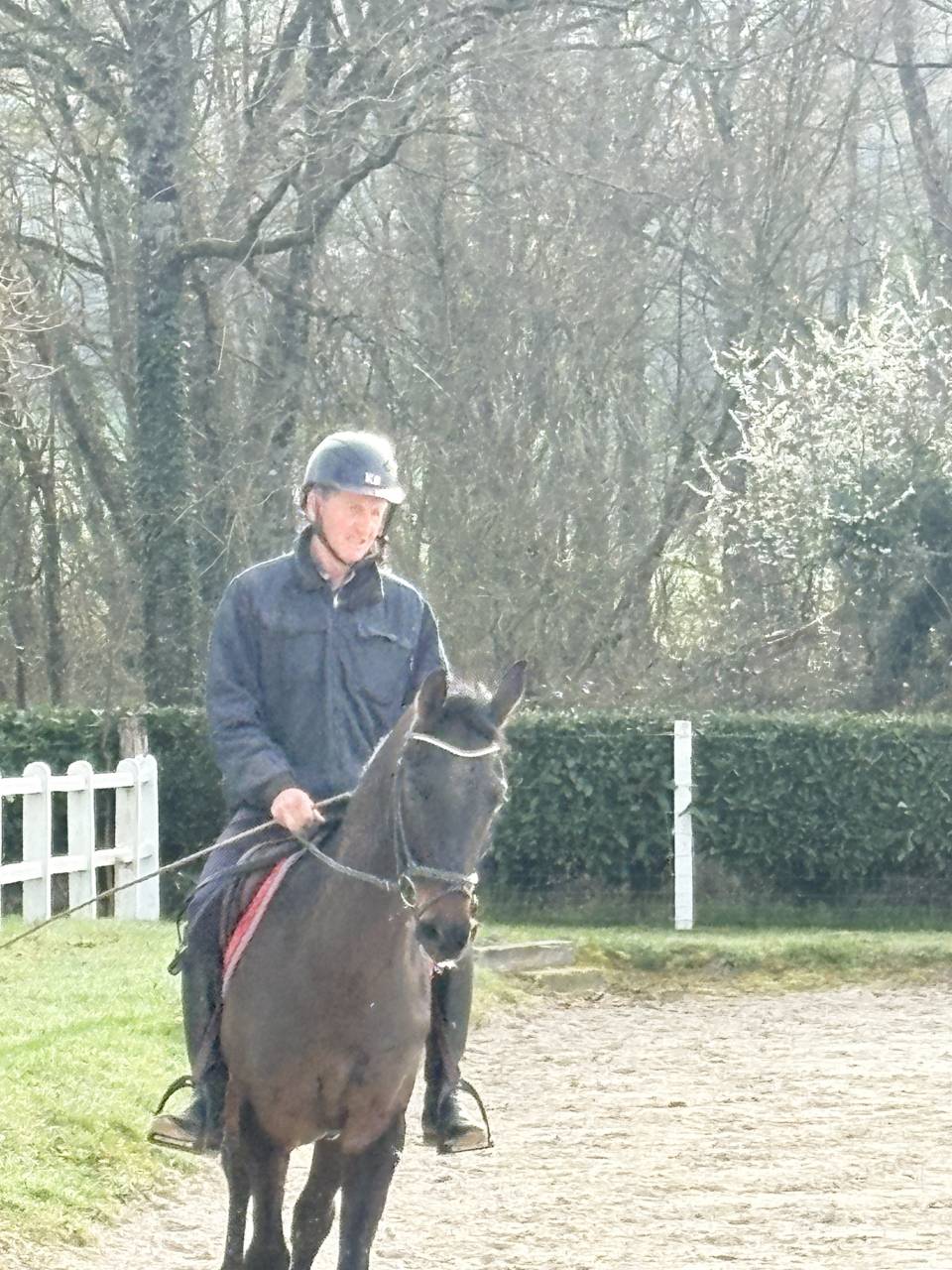 Ruin Westphalian Te koop 2022 Bruin / Bai ,  Franziskus