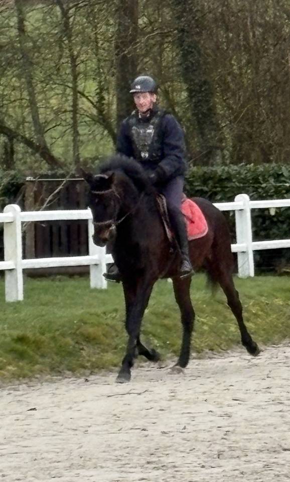 Ruin Westphalian Te koop 2022 Bruin / Bai ,  Franziskus