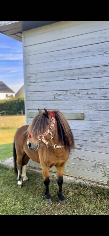 Dekhengst Shetland Te koop 2021 Bruin / Bai