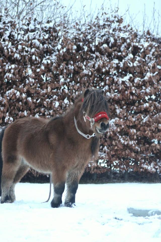 Dekhengst Shetland Te koop 2021 Bruin / Bai