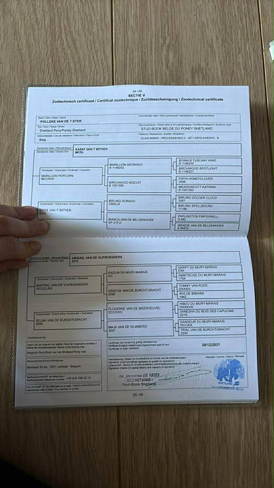 Dekhengst Shetland Te koop 2021 Bruin / Bai