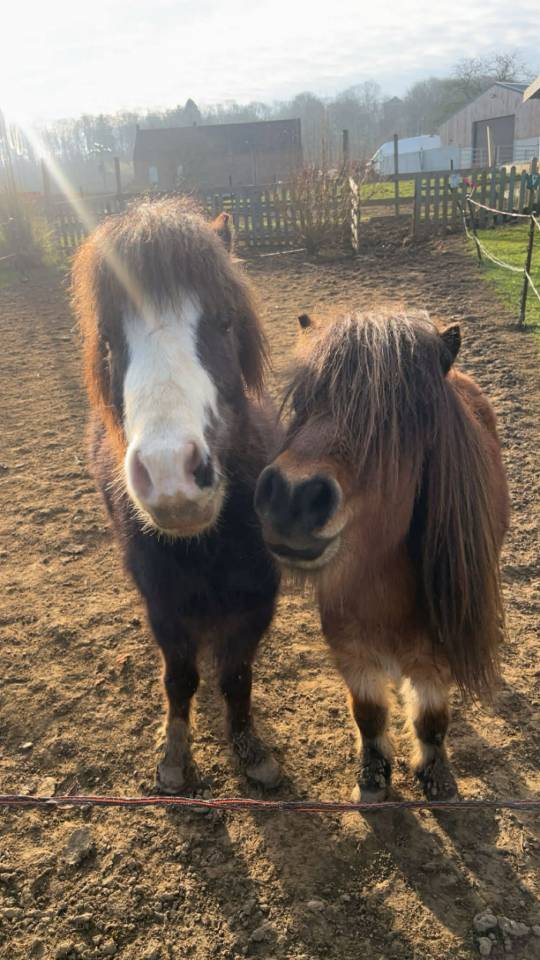Dekhengst Shetland Te koop 2021 Bruin / Bai