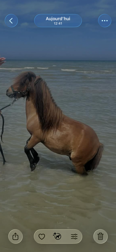 Dekhengst Shetland Te koop 2021 Bruin / Bai