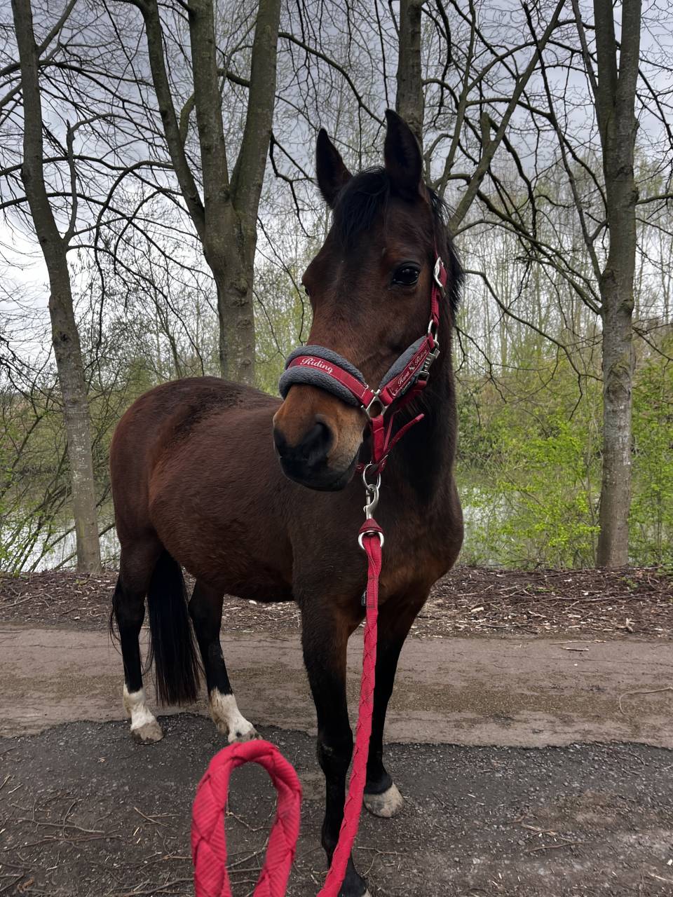Merrie Welsh Pony (Section D), Welsh Cob  Delen 2008 Donker bruin / bai