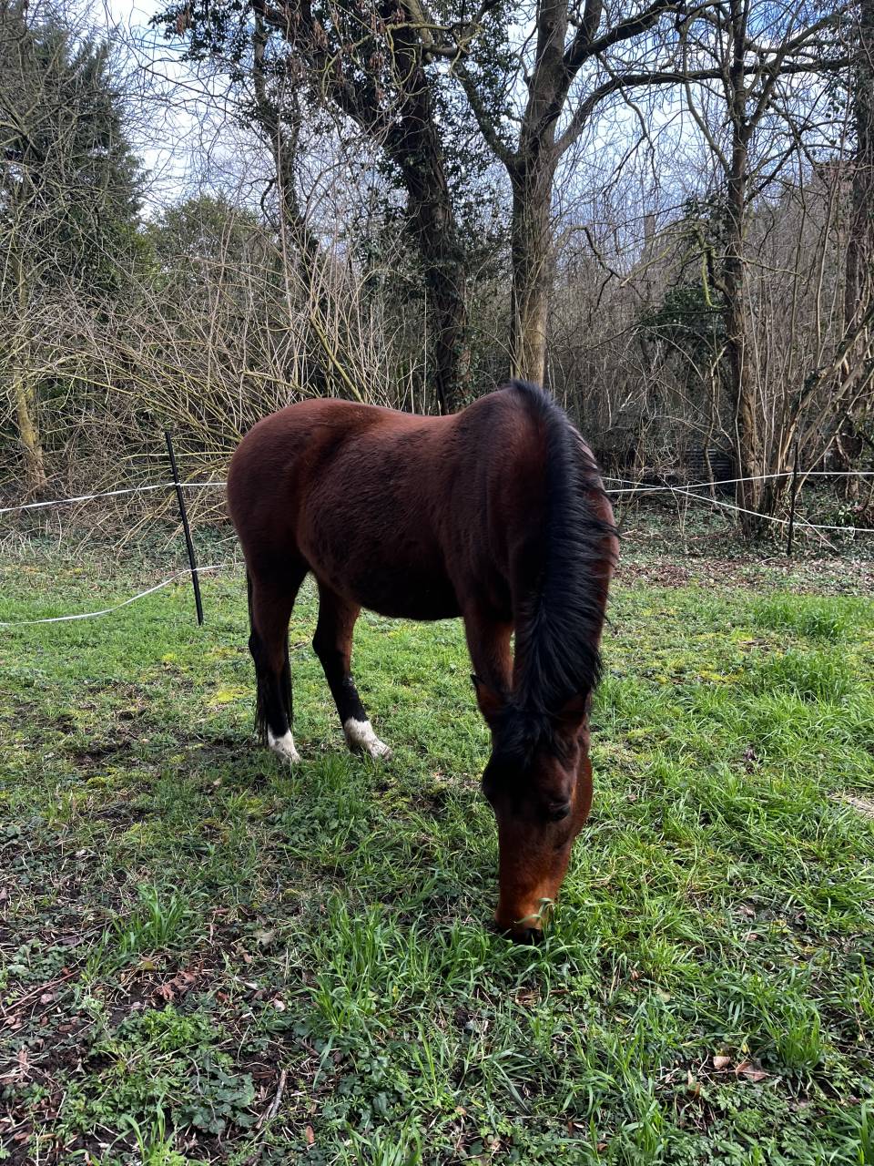Merrie Welsh Pony (Section D), Welsh Cob  Delen 2008 Donker bruin / bai