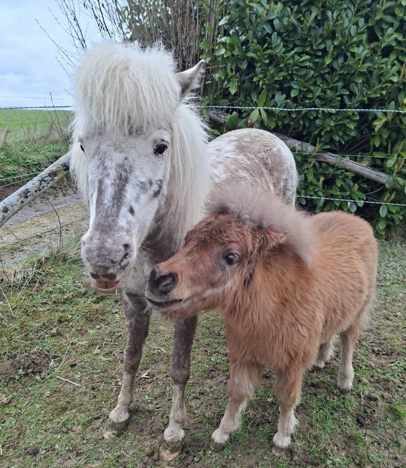Merrie Andere pony rassen Te koop 2019 Overige kleuren ,  Cyrus of the fairy tale ranch