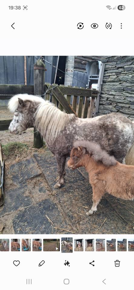 Merrie Andere pony rassen Te koop 2019 Overige kleuren ,  Cyrus of the fairy tale ranch