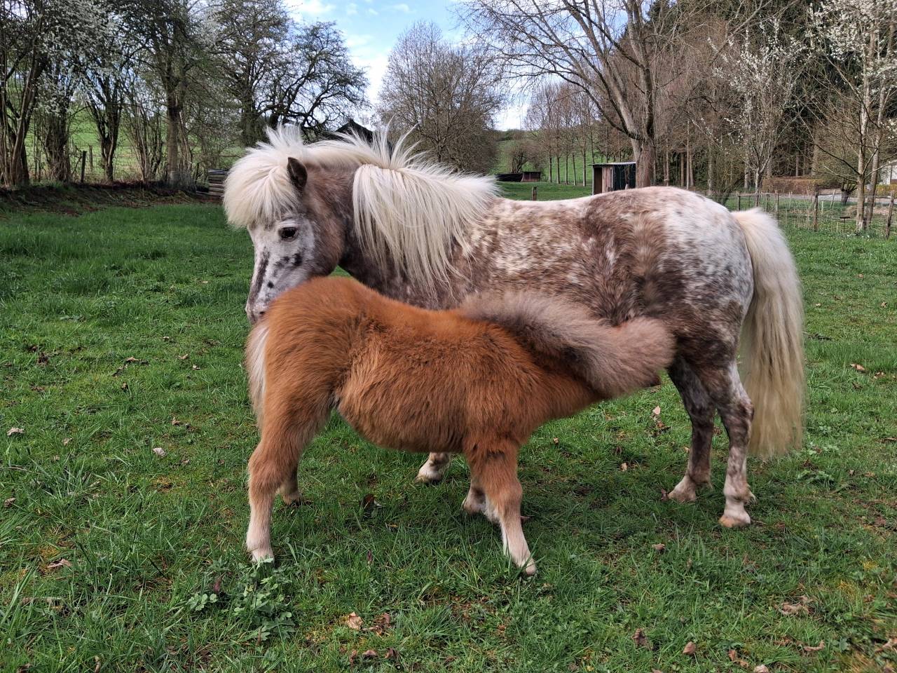 Merrie Andere pony rassen Te koop 2019 Overige kleuren ,  Cyrus of the fairy tale ranch