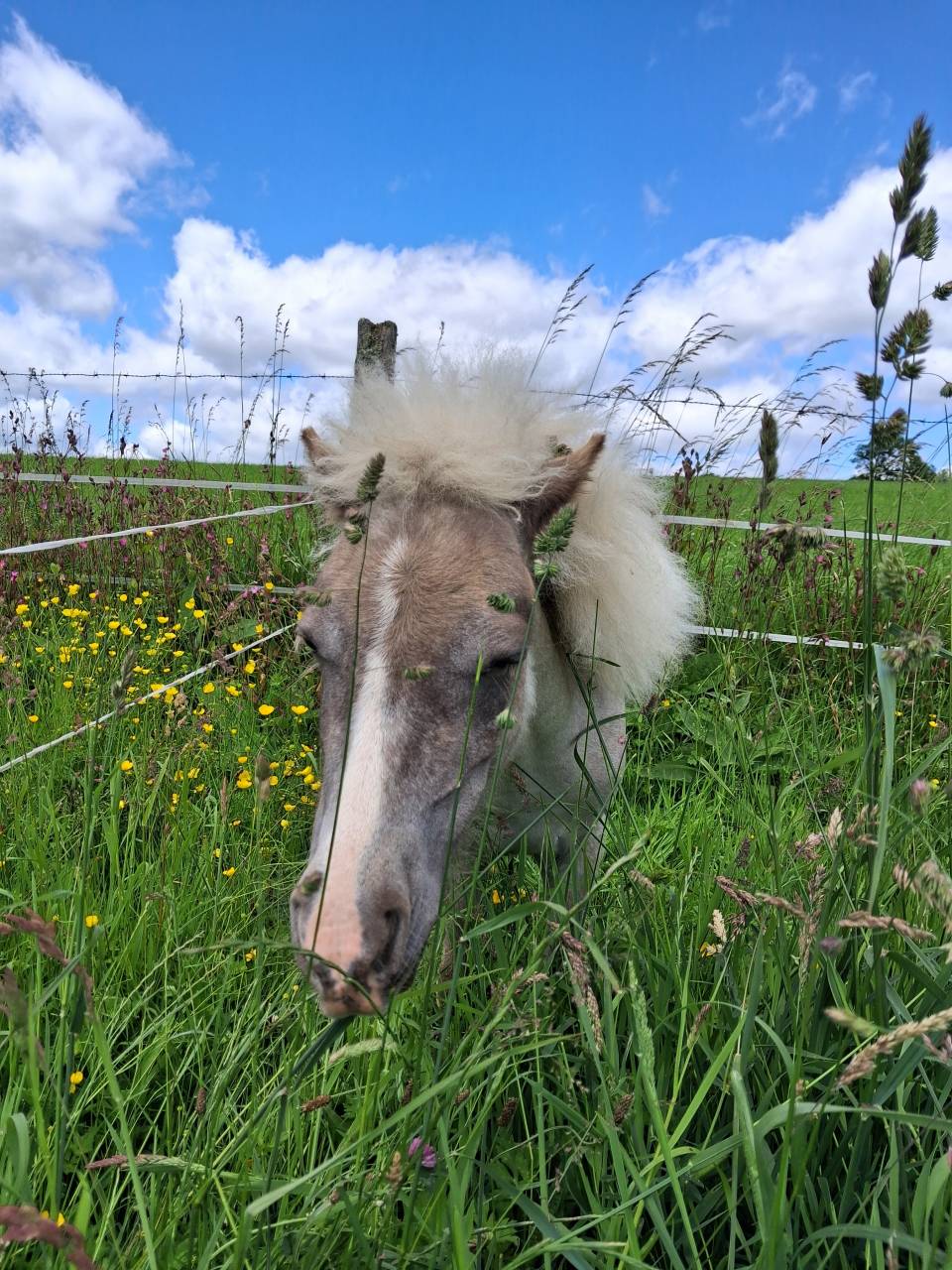 Veulen (ml) Andere pony rassen Te koop 2025 Overige kleuren ,  Andr&eacute;