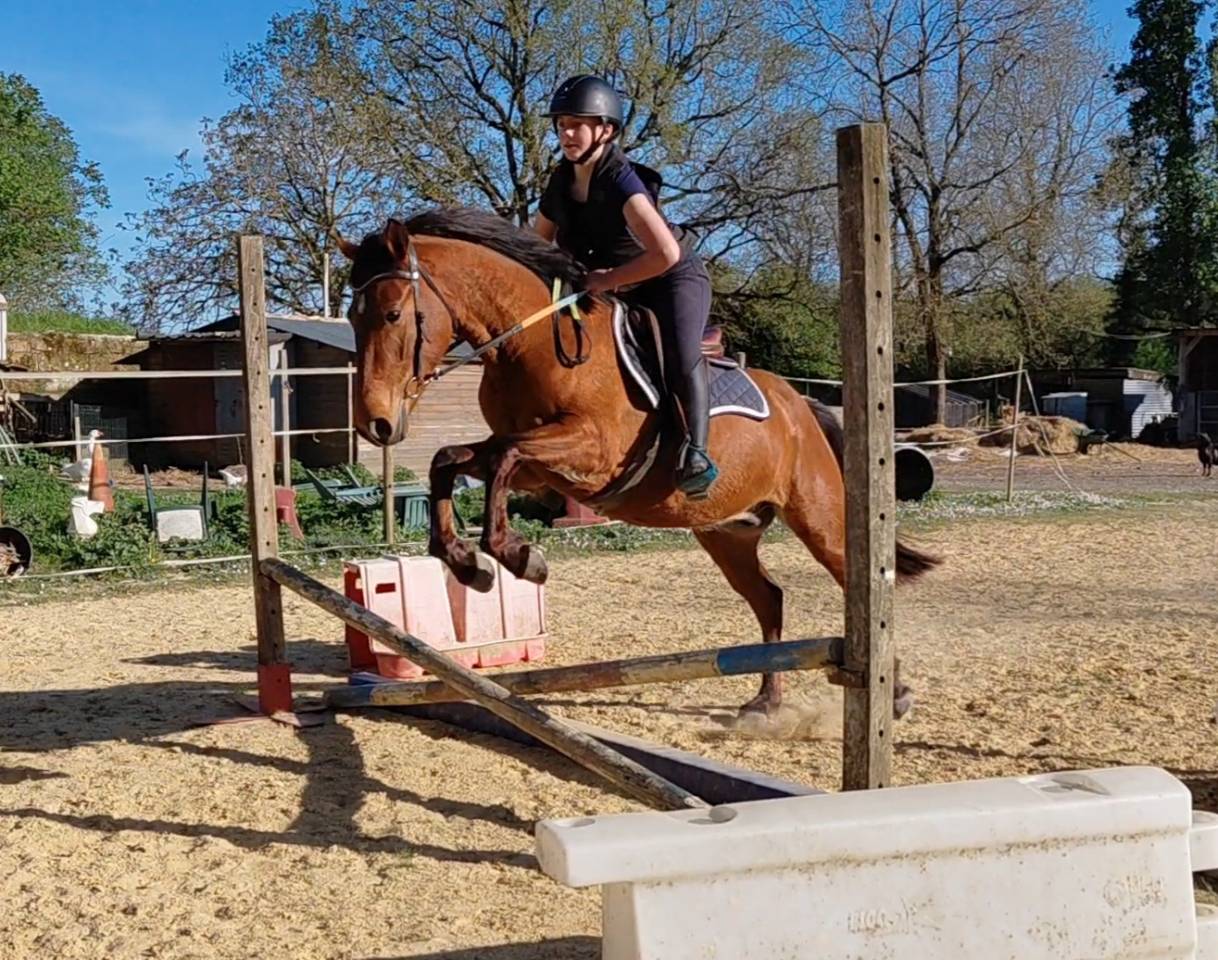 Ruin Welsh Partbred Te koop 2023 Donker bruin / bai