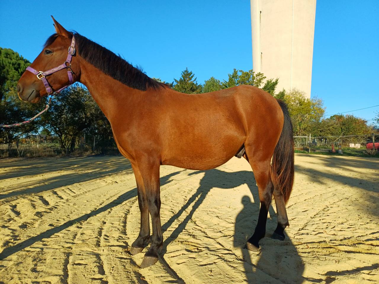 Ruin Welsh Partbred Te koop 2023 Donker bruin / bai
