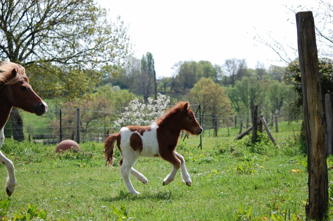 Veulen (ml) Shetland Te koop 2026 Bont ,  Artaban des Cles