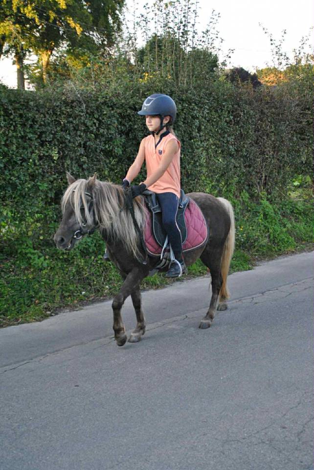 Merrie Andere pony rassen Te koop 2020 Overige kleuren