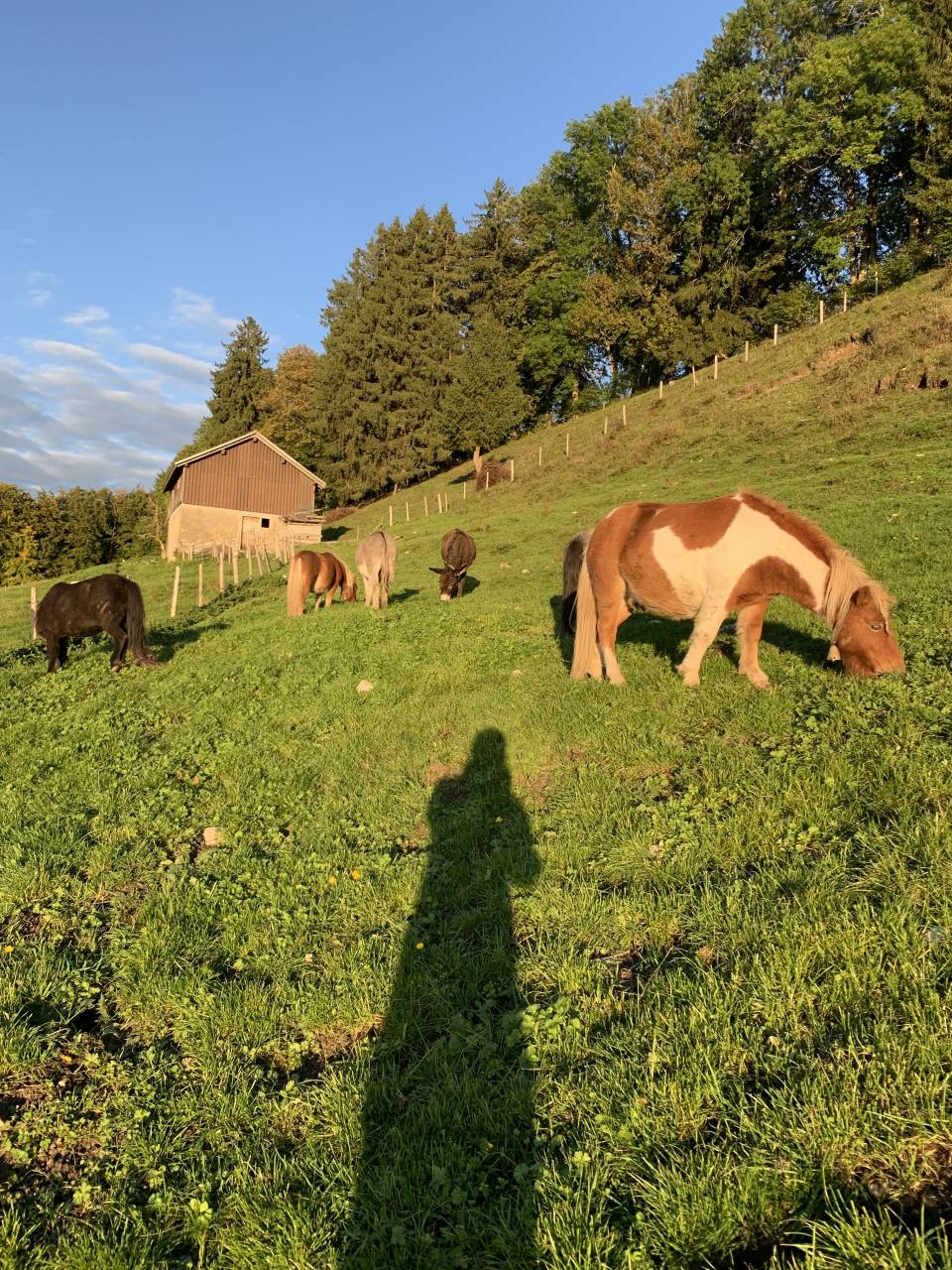 Ruin Shetland Te koop 2020 Bont