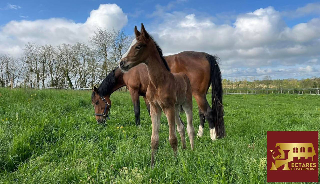 Eigenaren stal Koop Is&egrave;re