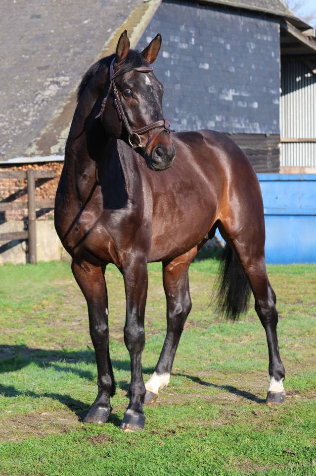 Ruin Holsteiner Te koop 2020 Donker bruin / bai ,  Q-OXFORED QUALITY